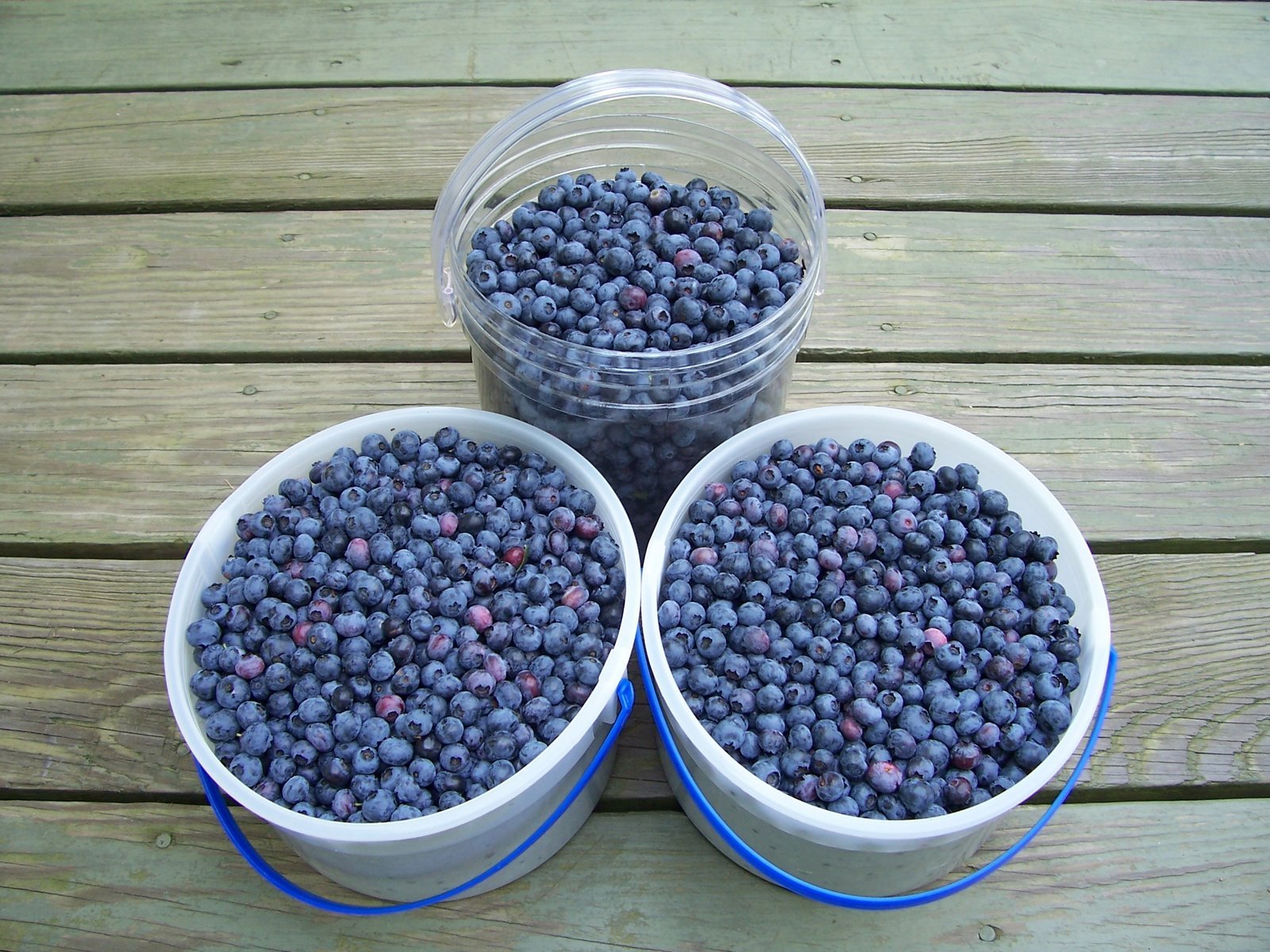 Buckets of fresh picked blueberries.