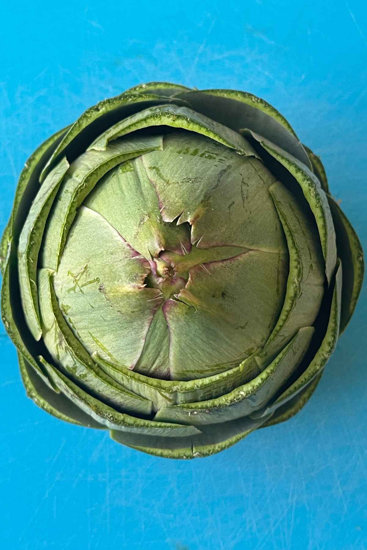 Artichoke with the leaf tips cut off.