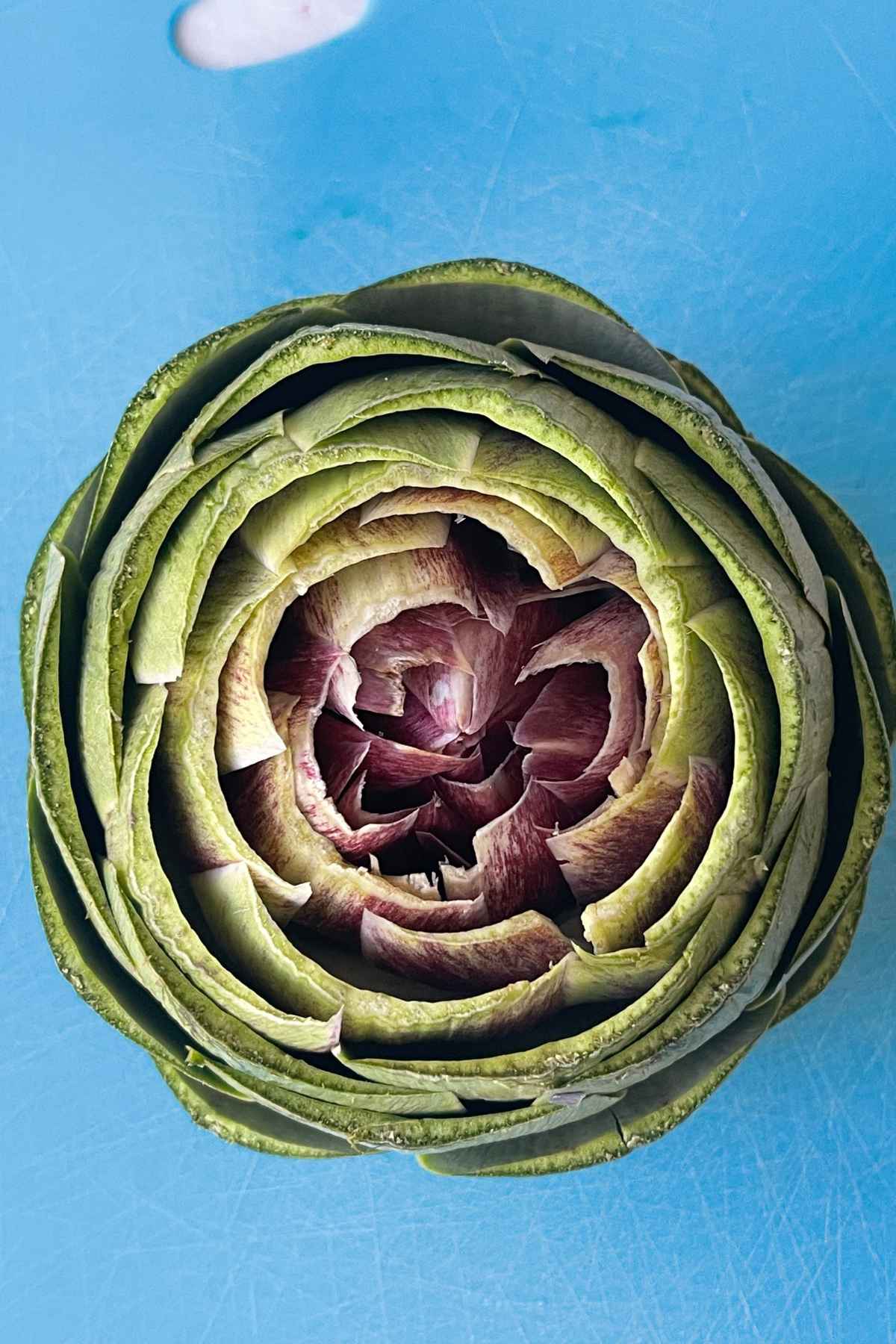 Artichoke with tips all cut off from the globe.