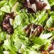 Best Green Mixed Salad Recipe Ever! | Quick Salad Recipes for Healthy Salad Ideas to Boost Your Nutrition