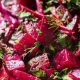Easy Simple Beetroot Salad Recipe (Vegan) | Quick Salad Recipes for Healthy Salad Ideas to Boost Your Nutrition