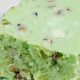 Classic Green Jello Salad Recipe (Easy!) | Quick Salad Recipes for Healthy Salad Ideas to Boost Your Nutrition