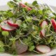 Easy Micro Salad Recipes & Ideas | Quick Salad Recipes for Healthy Salad Ideas to Boost Your Nutrition