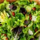Basic Green Salad Recipes | Quick Salad Recipes for Healthy Salad Ideas to Boost Your Nutrition